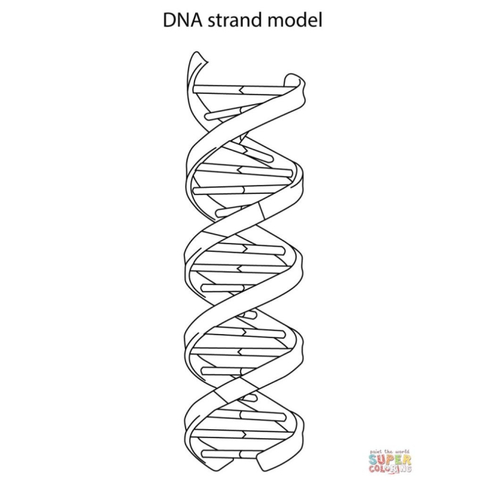 A colorful DNA double helix structure with two intertwined strands for second graders to color and learn about genetics