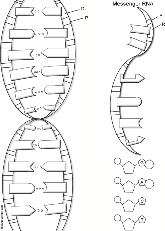 Second grade DNA coloring page worksheet showing a colorful double helix structure for students to color and learn about genetics