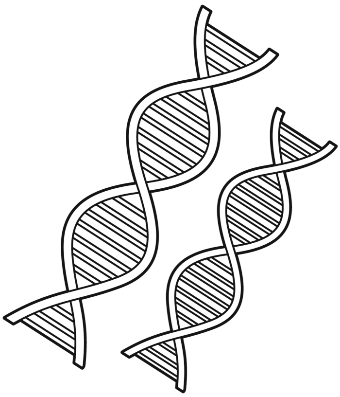 Second grade student coloring worksheet featuring a DNA double helix structure