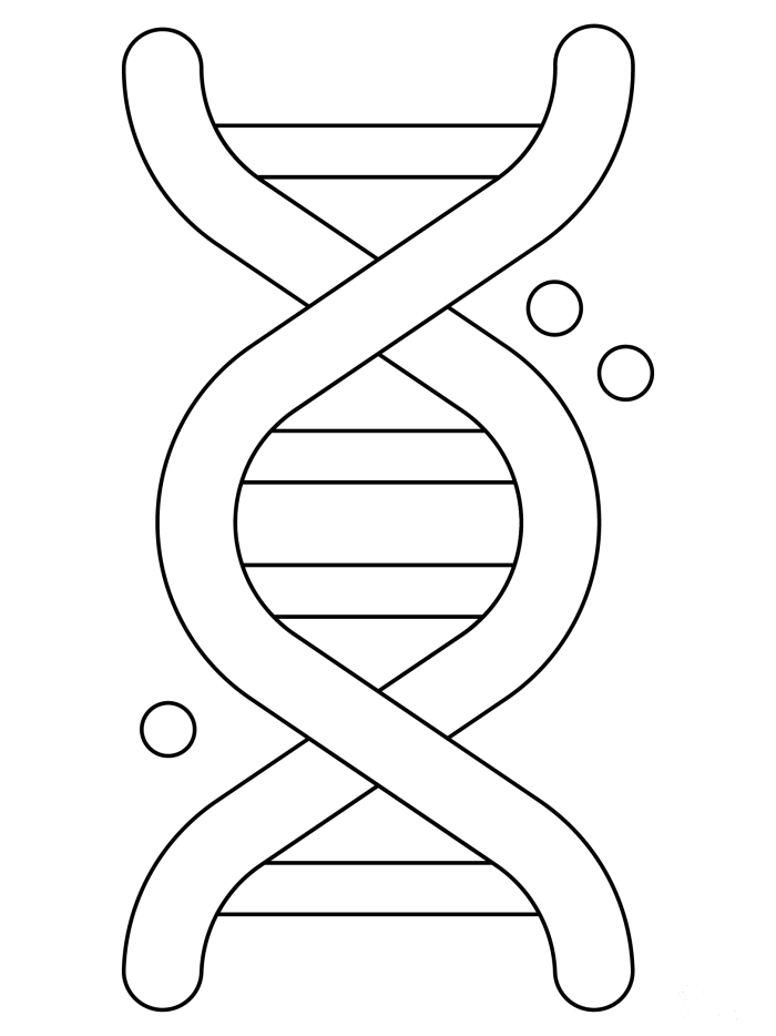 Second grade DNA double helix coloring worksheet showing the twisted structure of genetic material for students to color