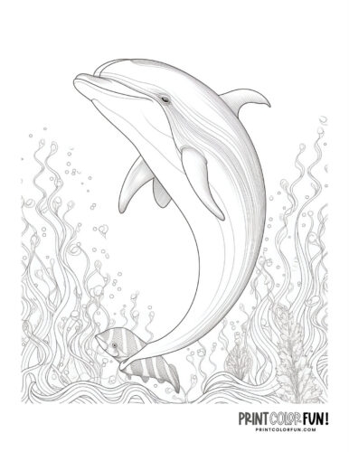 Dolphin coloring page worksheet for first graders to enjoy and enhance their creativity