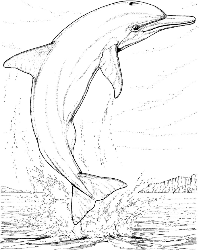 Dolphin coloring page worksheet designed for first graders to enjoy creative fun