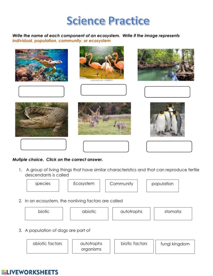 Sixth grade student researching ecosystem components for a science project worksheet