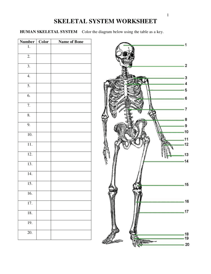 Fifth grade Spanish students learning skeletal system anatomy through a quiz worksheet activity about connected bones