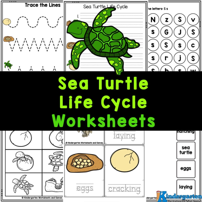 A second grade worksheet titled Emily's Turtle focusing on measuring reading comprehension and central message identification
