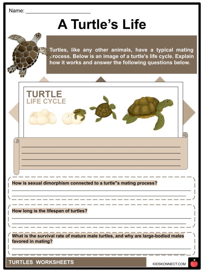 Second grade worksheet about Emily and her turtle focused on reading comprehension and measurement