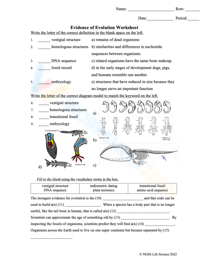 Evolution and the Fossil Record Worksheet for 6th Grade Science Lesson 18 A sixth grade science worksheet featuring diagrams and questions about the evolution and fossil record.