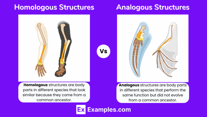 Sixth grade science students analyzing evolutionary relationships on an analogous and homologous structures worksheet