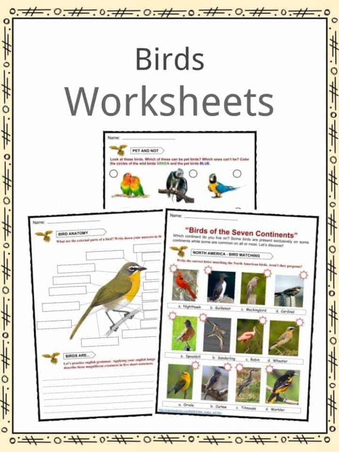Extinct Birds Compare and Contrast Practice Activity for Elementary Readers Fourth grade worksheet showing a comparison chart for contrasting details about two extinct bird species with fill-in-the-blank sections