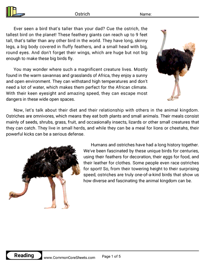 Explore fascinating facts about ostriches with this engaging worksheet for second graders Large ostrich standing proudly in a natural habitat, showcasing its unique features
