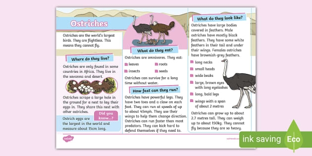 Engaging worksheet about interesting facts on ostriches for young learners Illustration of an ostrich with fun facts for a second-grade worksheet