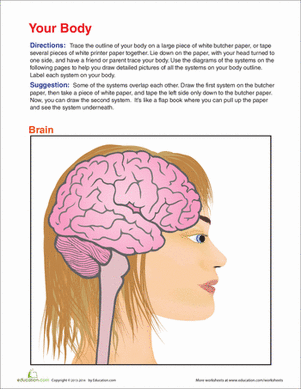 Fifth grade students using a body outline worksheet to study human anatomy systems