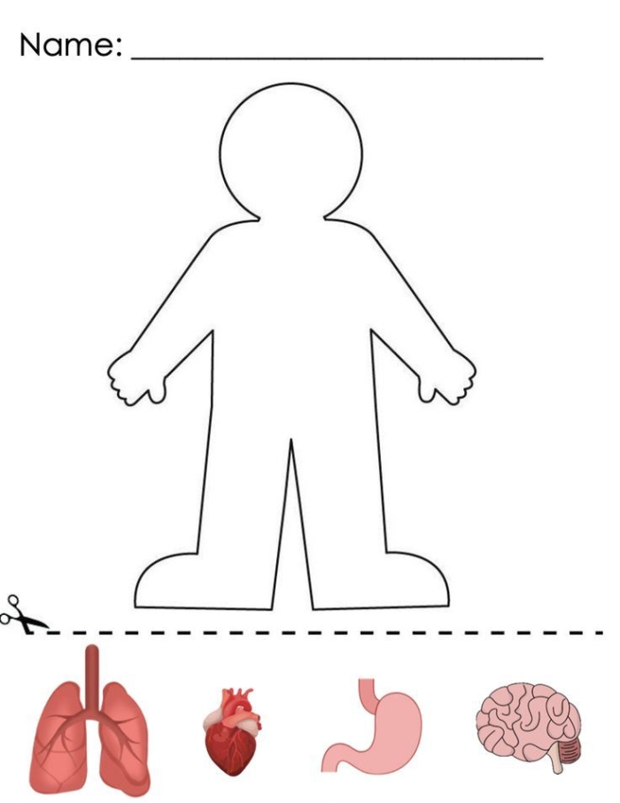 Human Body Organs Worksheet 18 for Elementary Students Fifth grade human body diagram showing major organs for anatomy study