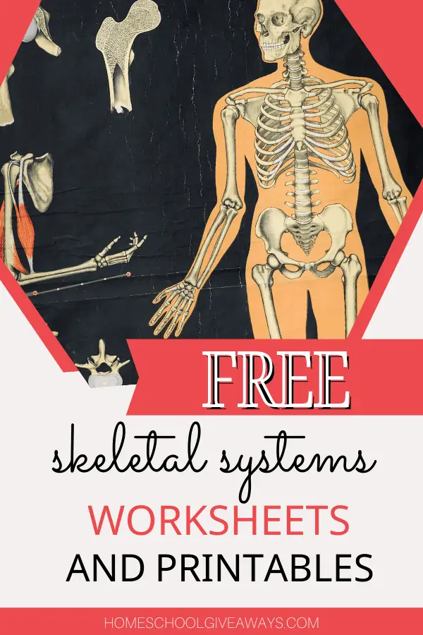 Fifth grade human skeletal system diagram worksheet for anatomy lessons