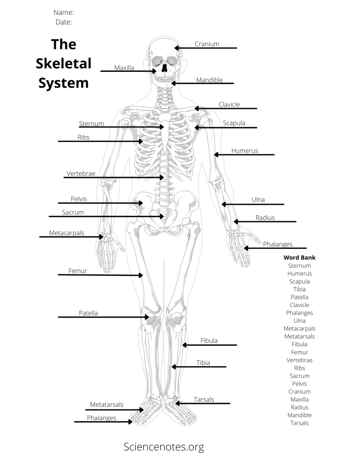 Human Body Diagram Worksheet Number Fourteen for Fifth Grade Anatomy Study Fifth grade anatomy worksheet featuring a labeled diagram of major human organs for addition practice