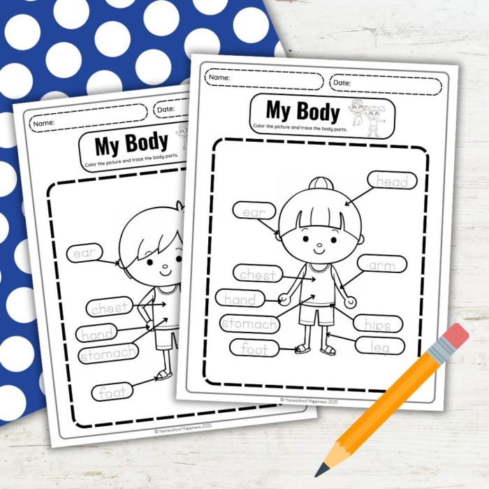 Human anatomy organs educational diagram for elementary students learning body systems Fifth grade human body diagram showing major organs for anatomy study worksheet