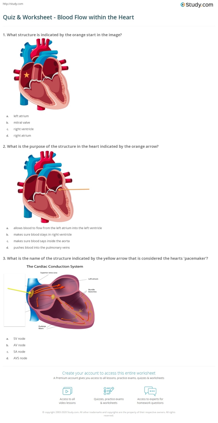 Illustration of a worksheet for fifth graders on blood flow through the heart