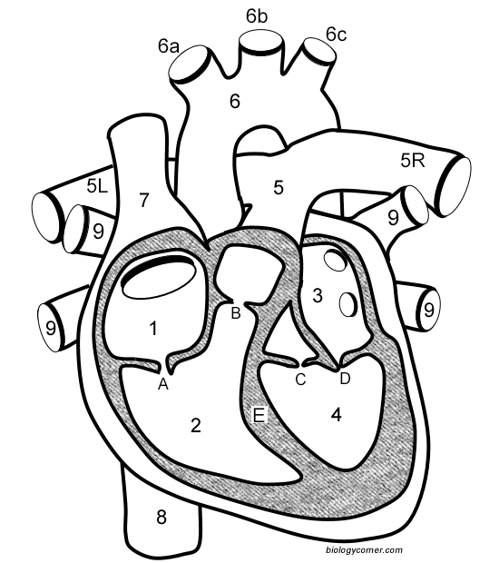 Illustration of a worksheet guiding fifth graders on blood flow through the heart