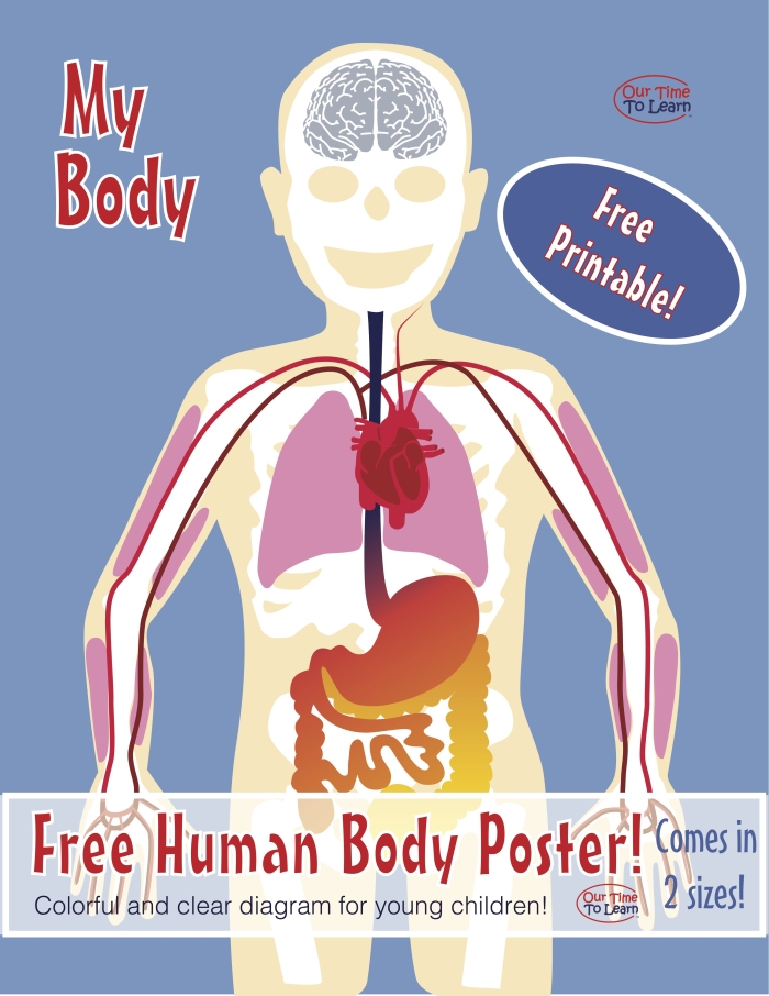 Human Body Organs Worksheet - Image 9 for Addition Practice Fifth grade human body diagram showing major organs for anatomy learning