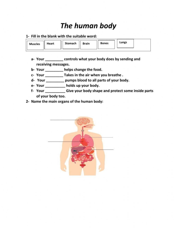 Educational Anatomy Worksheet Five Major Organs Diagram for 5th Grade Math Fifth grade human body diagram worksheet featuring major organs for addition practice