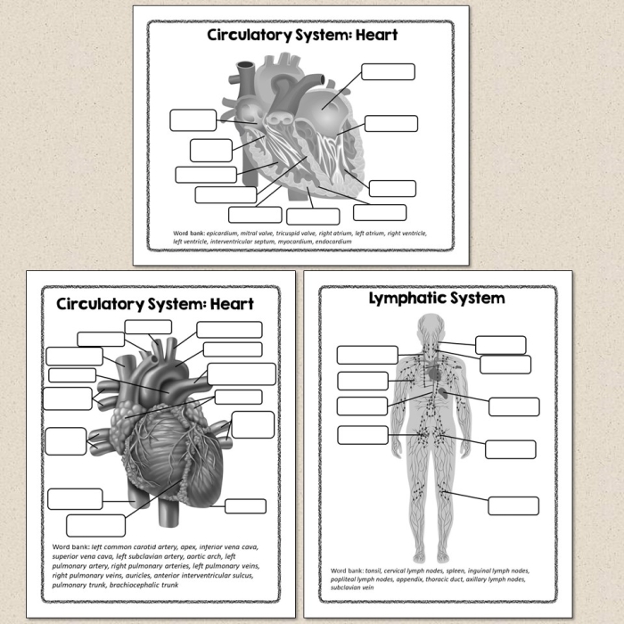 Human Body Diagram Worksheet 16 - Major Organs Educational Resource Fifth grade human body diagram showing major organs for anatomy study