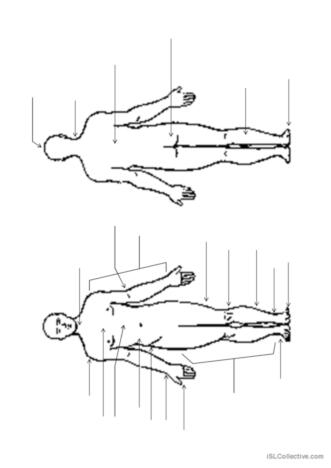 Body outline worksheet for fifth graders focusing on human anatomy and systems
