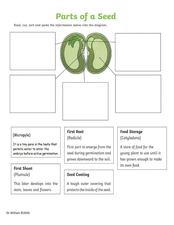 Fifth grade students identifying embryo and seed coat structures on a botany worksheet