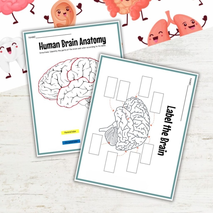 Educational resource showcasing brain structures and their roles in learning Brain anatomy illustration for a fifth-grade worksheet on brain function