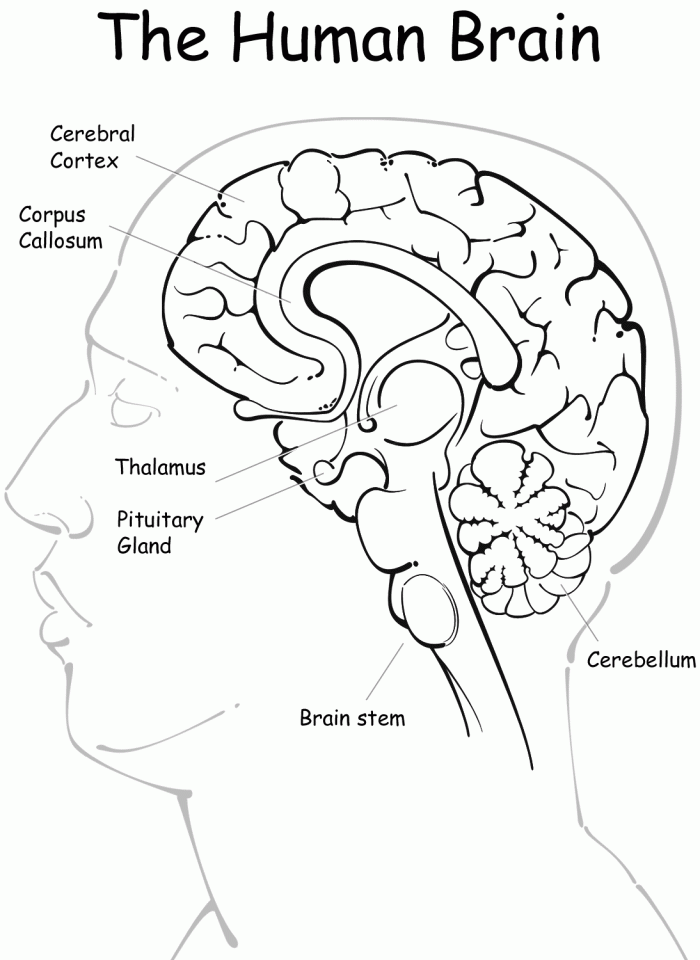 Explore the fascinating structure of the brain with this educational resource Detailed illustration of brain anatomy for a fifth-grade worksheet