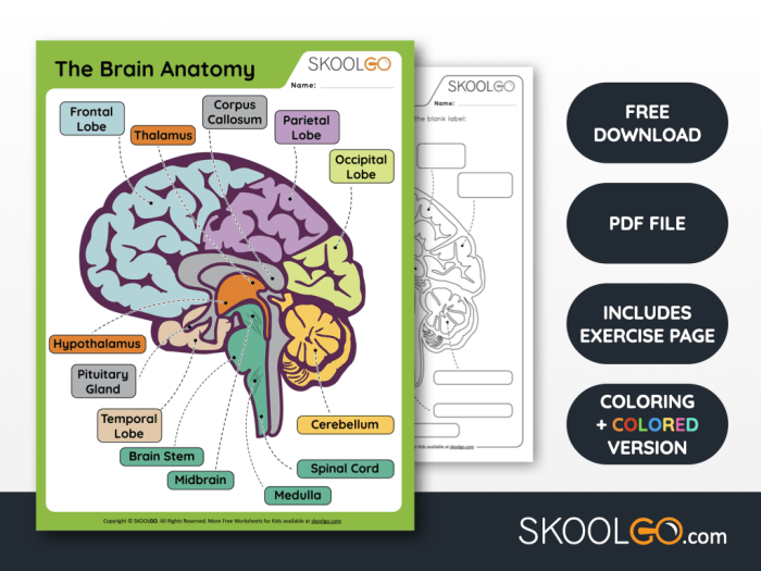 Educational worksheet focusing on the brain's structure and operation for fifth graders Illustration of brain anatomy for a fifth-grade worksheet on brain functions