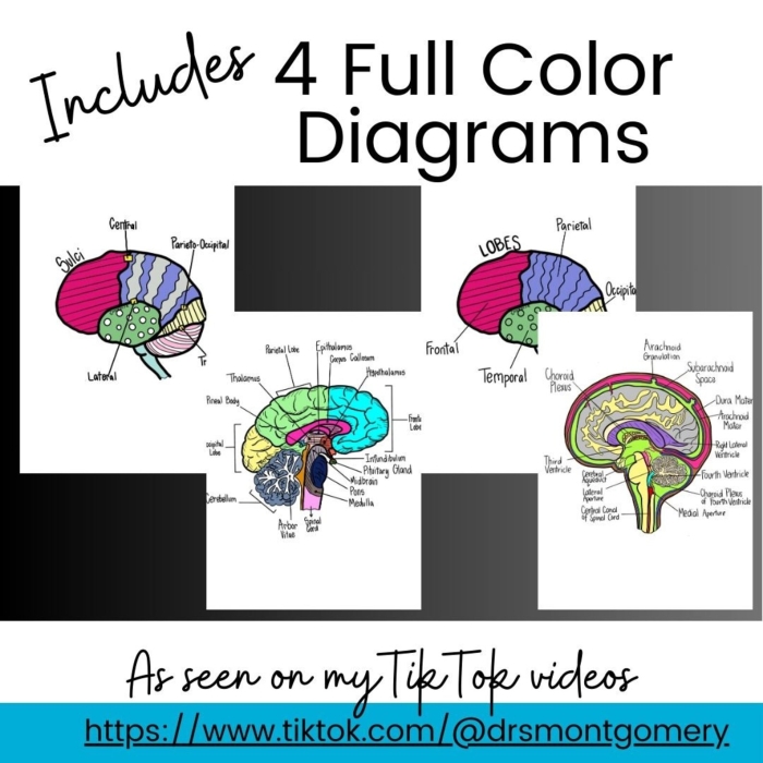Educational resource for understanding brain structure and workings Brain anatomy worksheet for fifth graders exploring brain functions