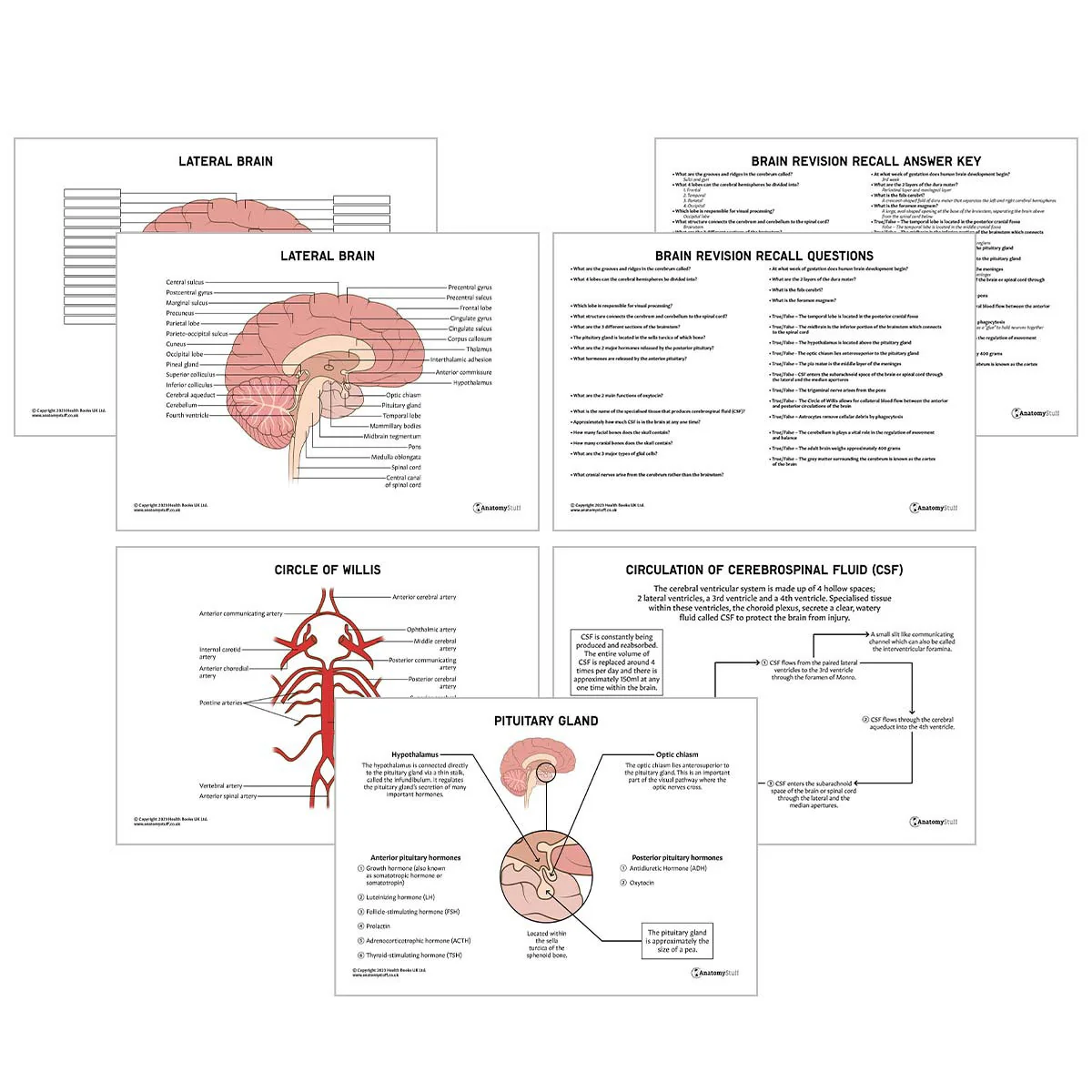 Educational resource for understanding brain structure and its workings Brain anatomy worksheet for fifth graders exploring brain functions