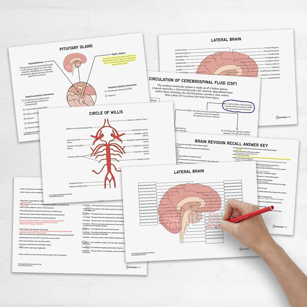 Educational resource featuring brain anatomy for enhancing reading comprehension skills Brain anatomy worksheet for fifth graders exploring the functions of different brain parts