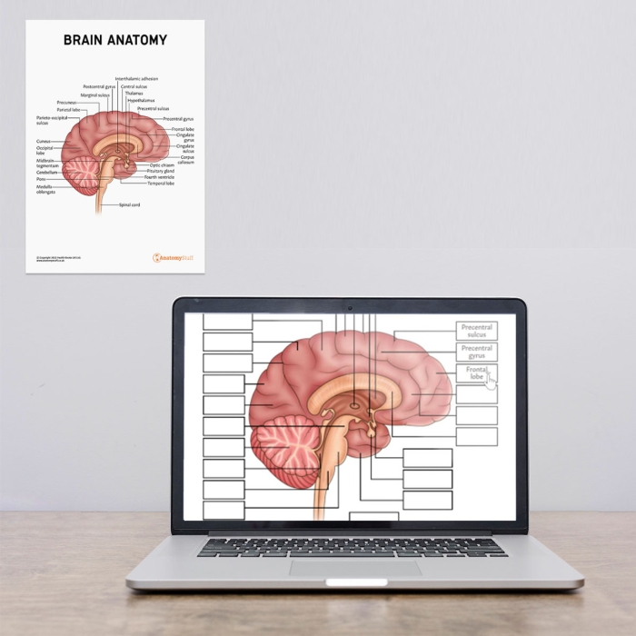Illustration of the brain highlighting key anatomical parts for educational purposes Brain anatomy worksheet for fifth graders exploring brain functions