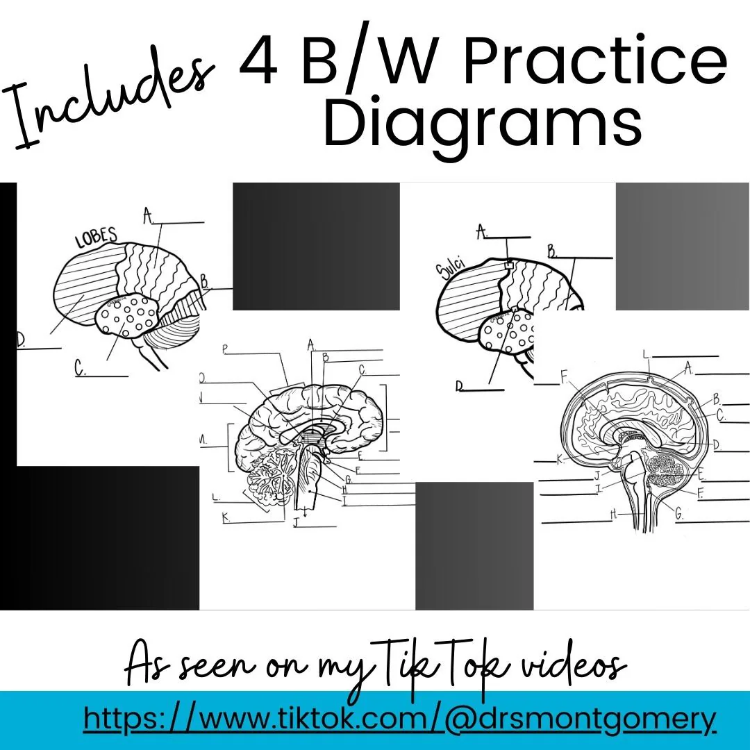 Explore the fascinating structure and functions of the brain with this worksheet An educational worksheet featuring brain anatomy for fifth graders