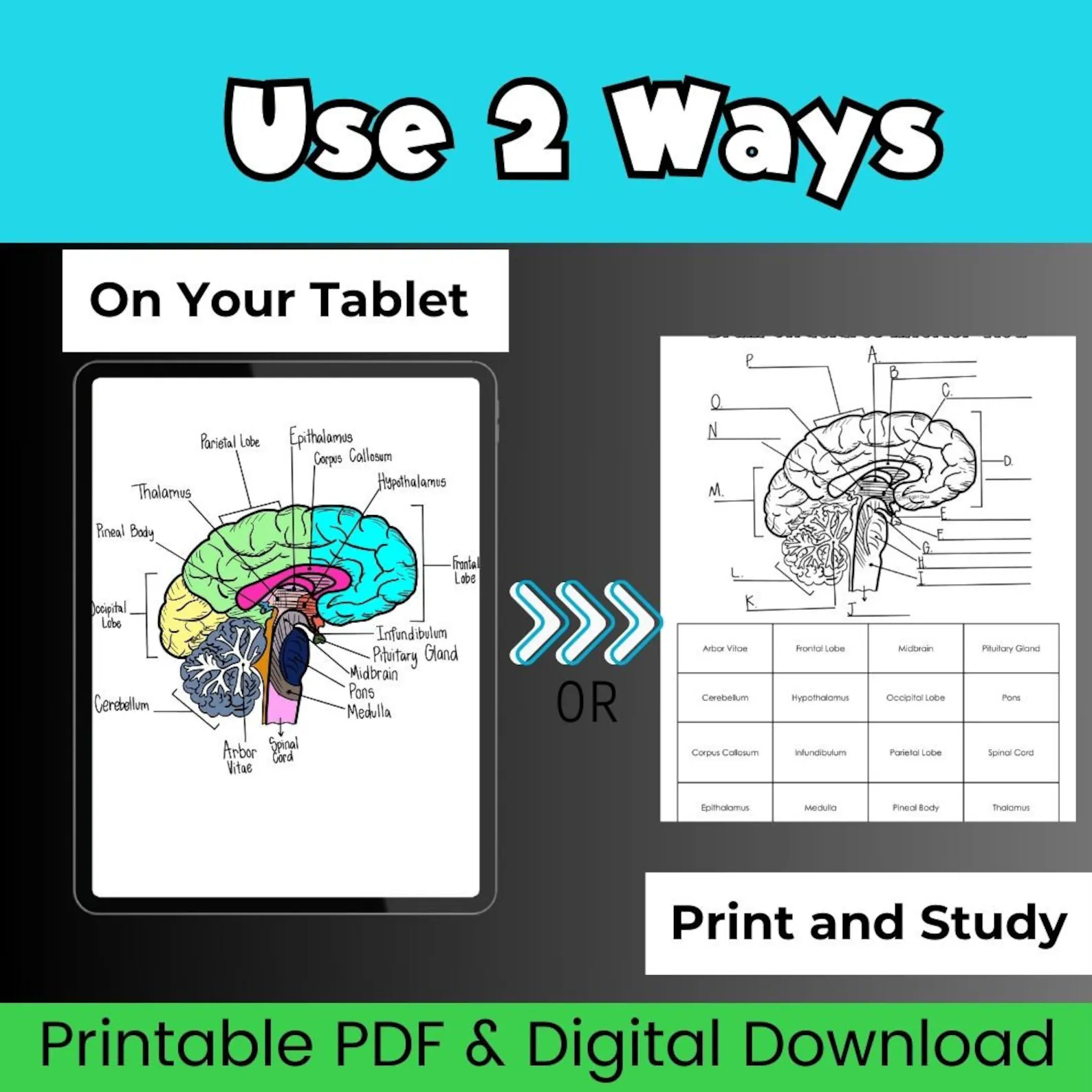 Educational resource for exploring brain functions and structures Illustration of a brain anatomy worksheet designed for fifth graders