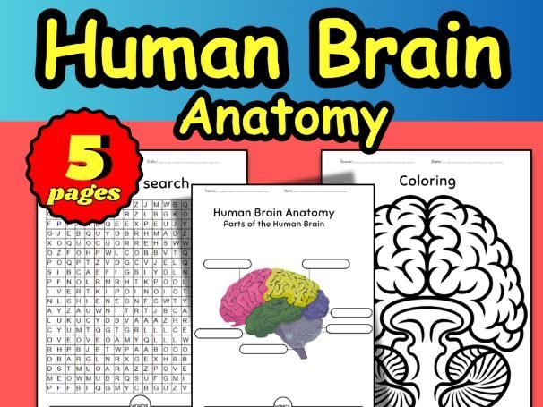 Educational resource featuring brain functions and structures for young learners Detailed illustration of a brain anatomy worksheet for fifth graders