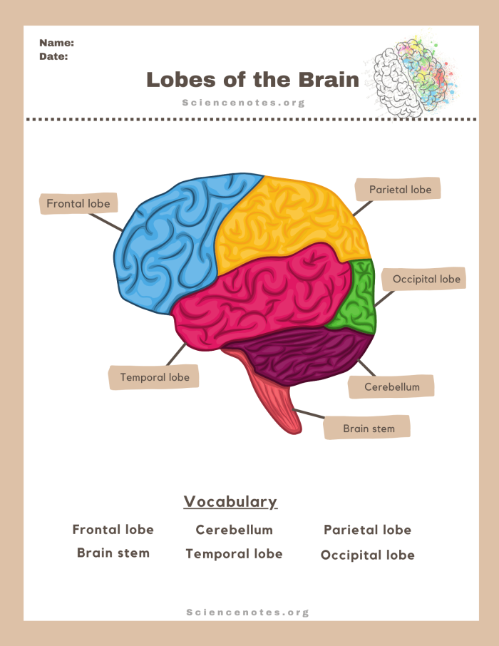 Fifth grade brain anatomy worksheet for learning about brain functions Detailed illustration of brain anatomy for educational purposes
