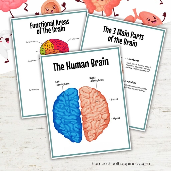 Engaging brain anatomy activity sheet for learning about the brain's structure Detailed brain anatomy worksheet for fifth graders exploring brain functions