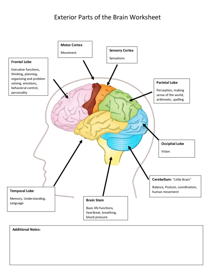 Educational resource for understanding brain functions and structures Illustration of a brain anatomy worksheet designed for fifth graders