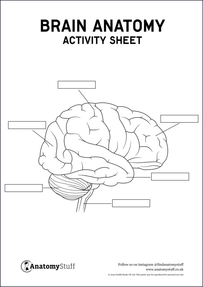 Engaging brain anatomy worksheet designed to enhance reading skills in fifth grade. Brain anatomy worksheet for fifth graders exploring the functions of the brain.
