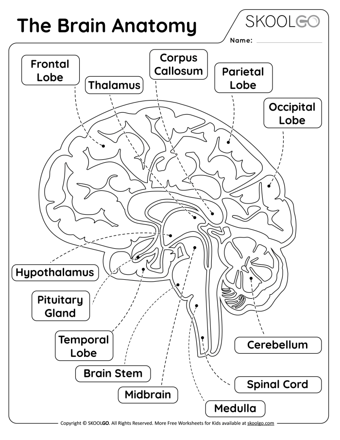 Reading worksheet for Fifth Grade Detailed illustration of brain anatomy for educational use in fifth grade. Brain anatomy worksheet designed to enhance understanding of how the brain functions.