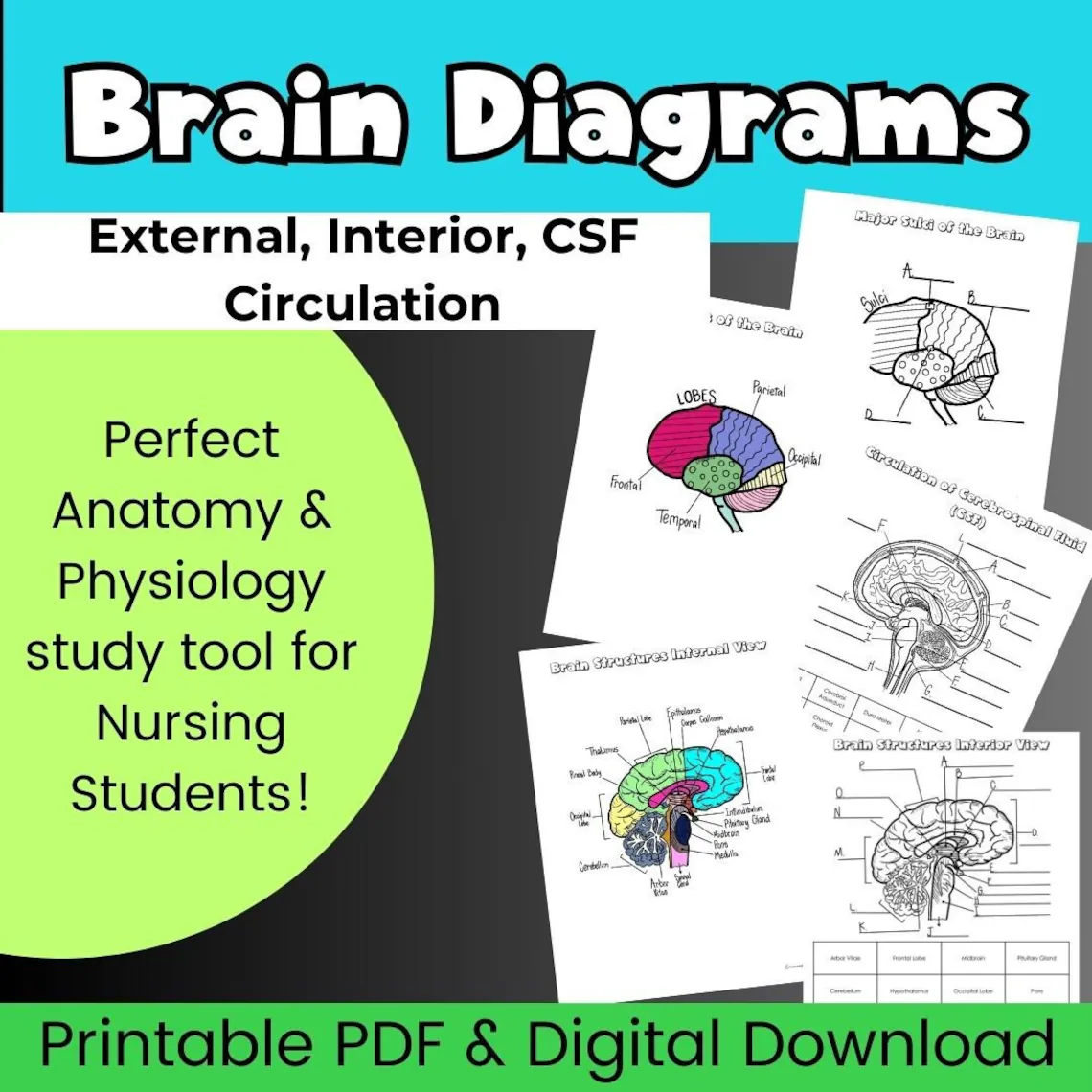Explore the functions and parts of the brain with this engaging worksheet Illustration of a brain anatomy worksheet designed for fifth graders