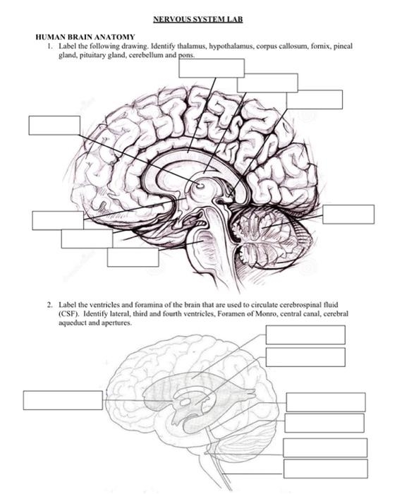 Worksheet on brain anatomy for fifth-grade students Detailed illustration of brain anatomy for educational purposes