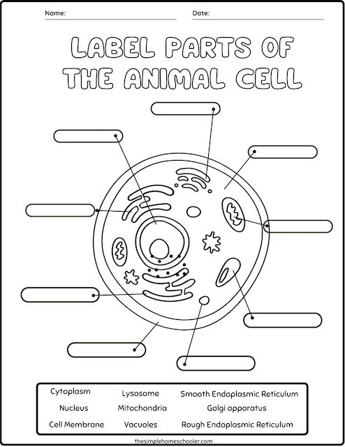 Fifth grade students practice subtraction by coloring the various components of a biological cell diagram