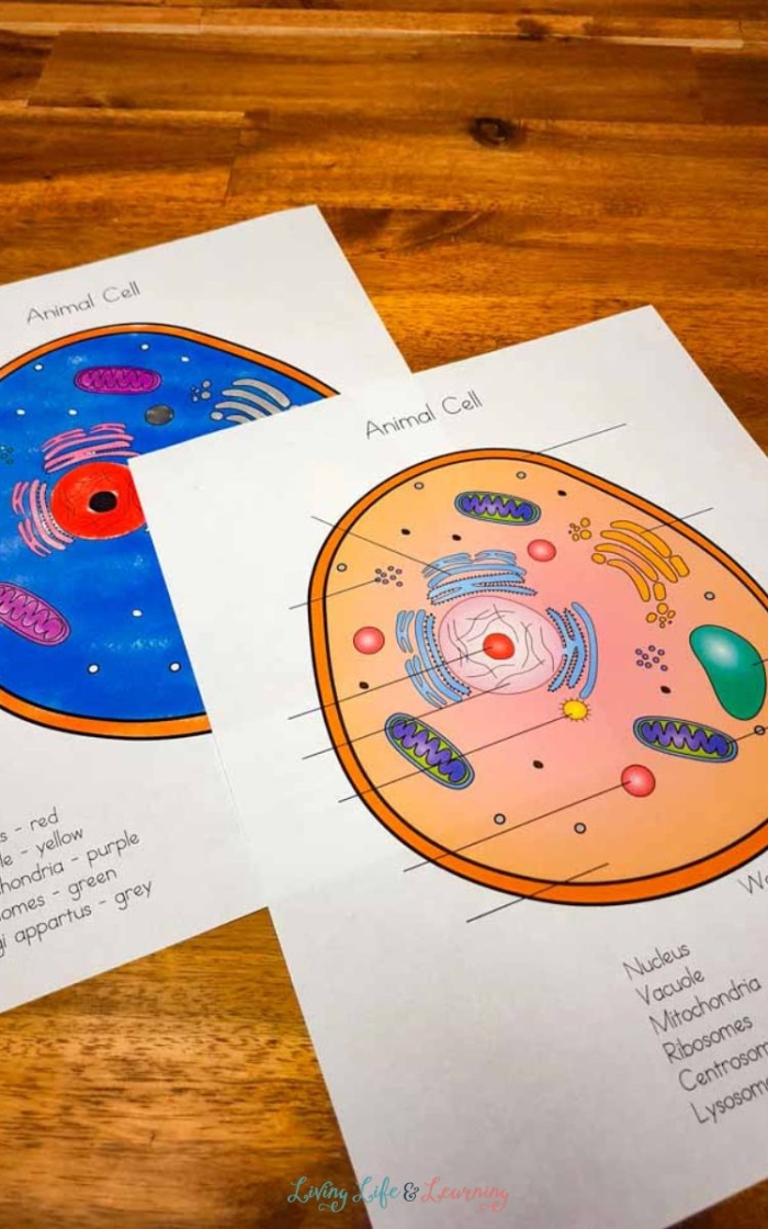 Labeled diagram of a plant and animal cell with colored sections for fifth grade students to identify organelles and structures during a subtraction color by number activity