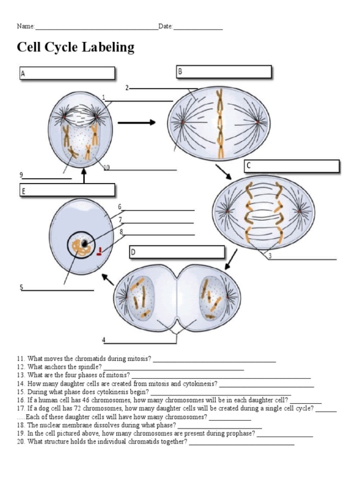 Fifth grade color by number cell diagram worksheet where students label organelles by solving subtraction problems and coloring sections accordingly