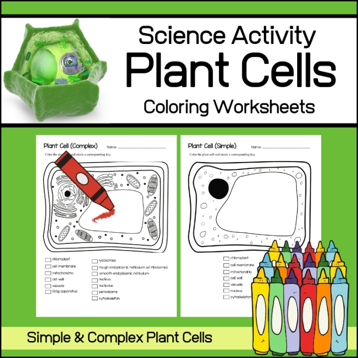 Fifth grade student completing a color by number cell anatomy worksheet focusing on subtraction problems