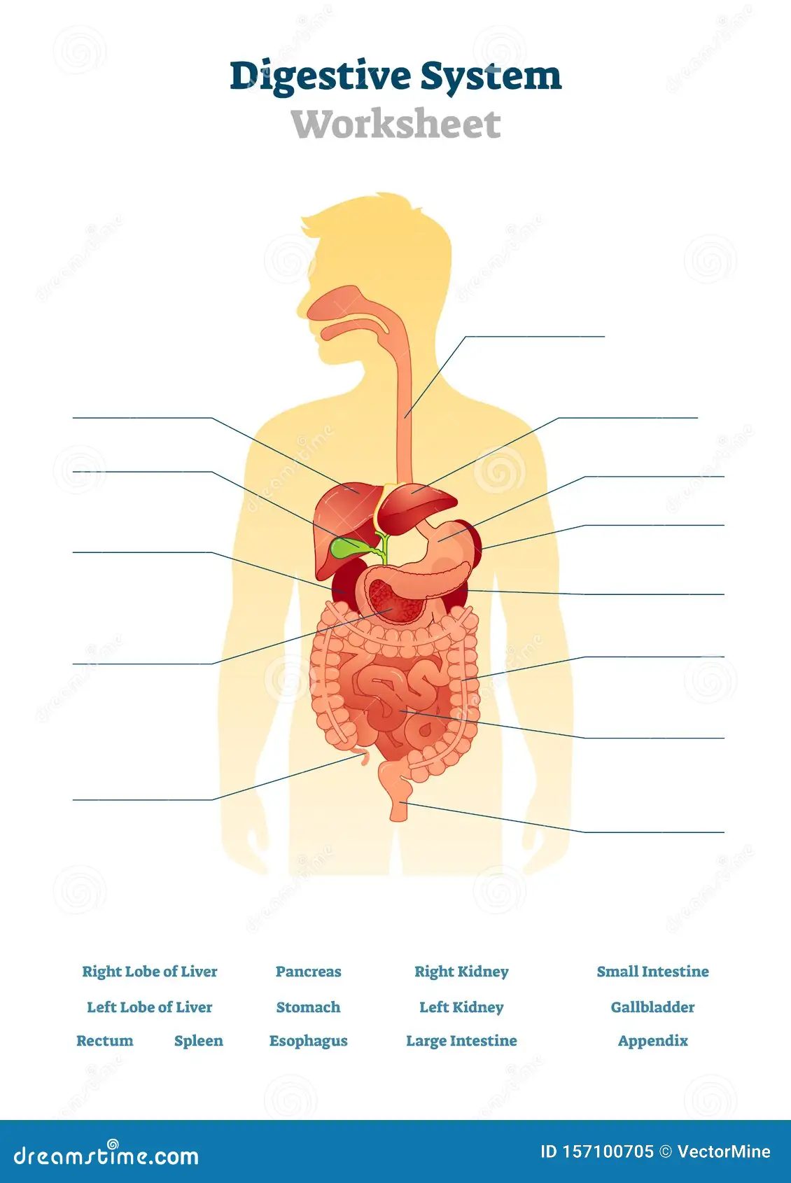 Unlabeled diagram of the human digestive system with 15 parts outlined for students to identify using a provided word bank