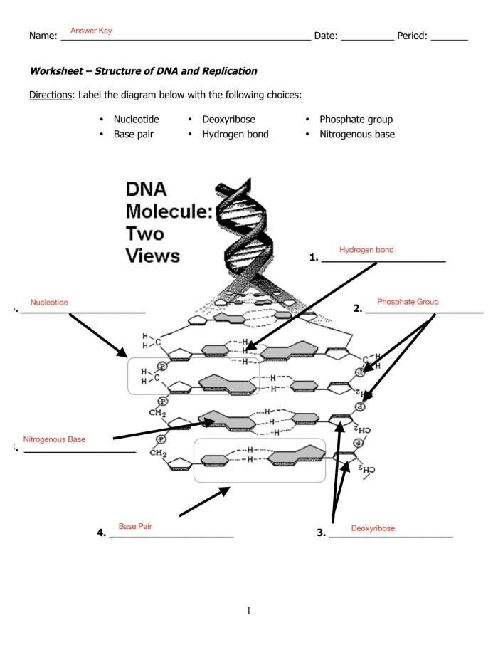 Illustration of Steve the scientist explaining DNA basics to fifth graders